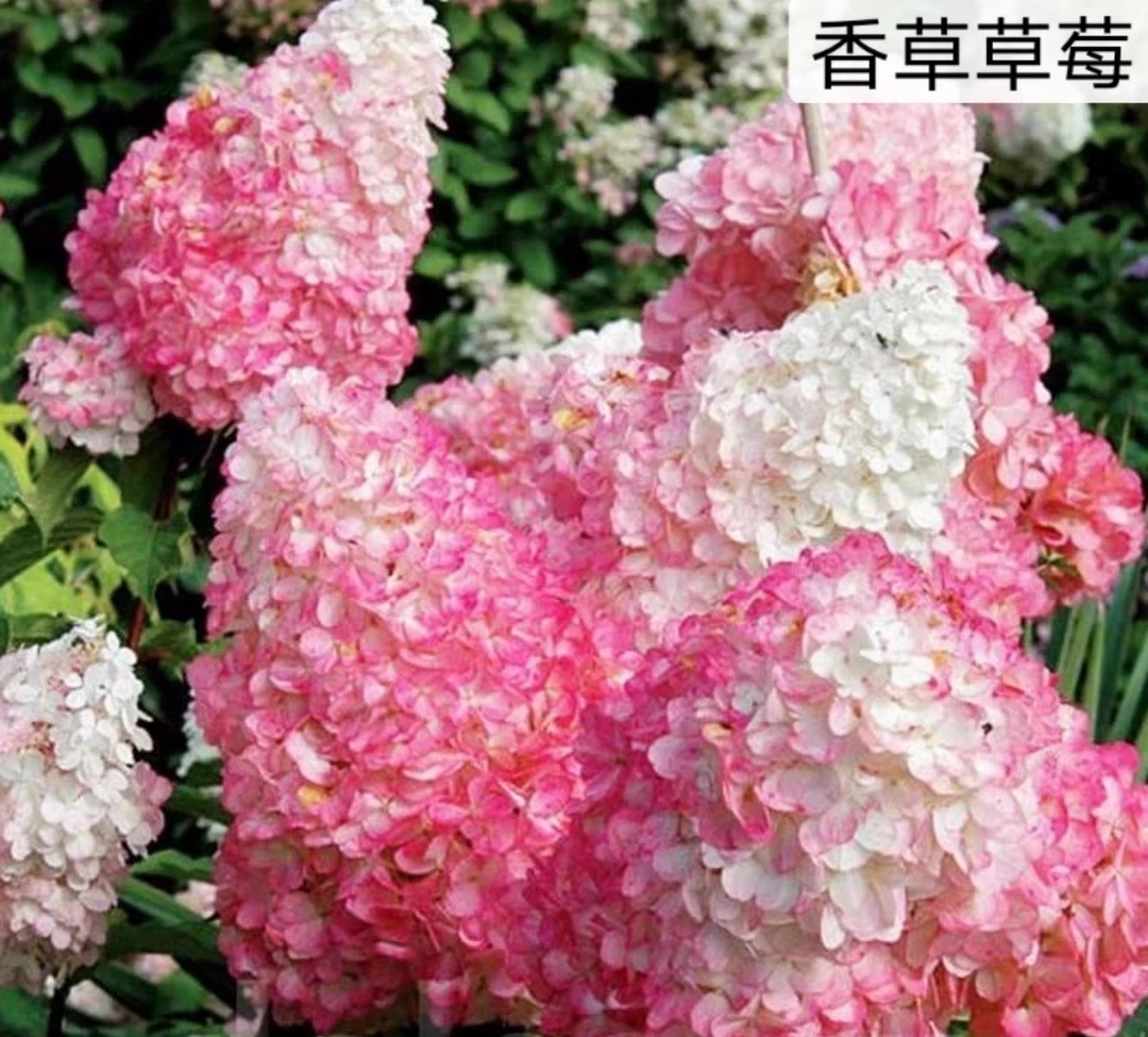 子熙花令【香草草莓】圆锥木绣球老桩（已发货不支持仅退款或拒签）