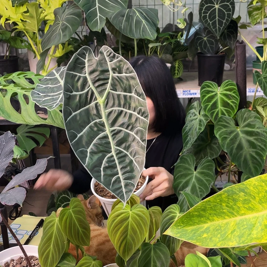 无花朵沃森海芋……