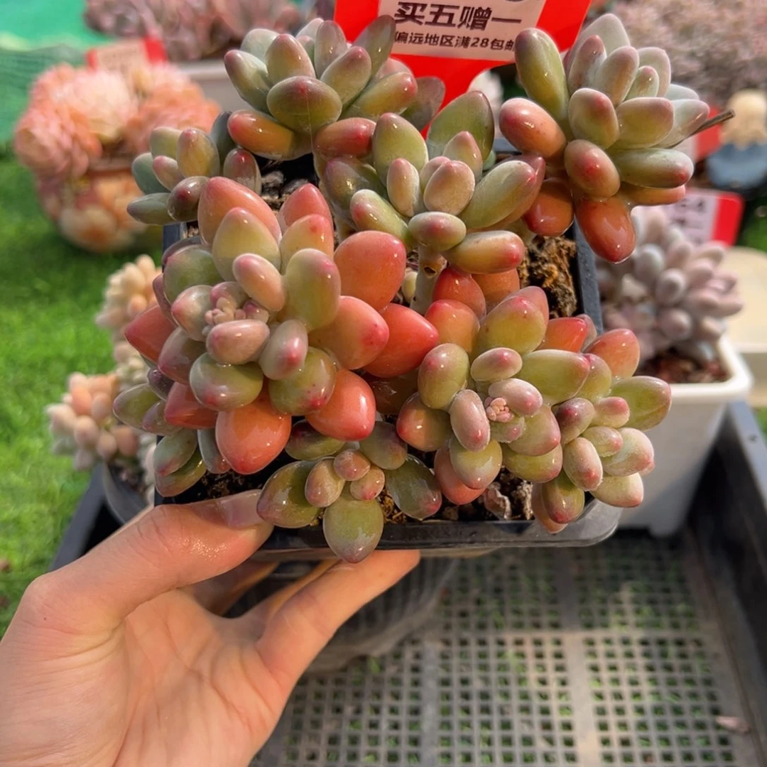 表妹精品多肉1166.