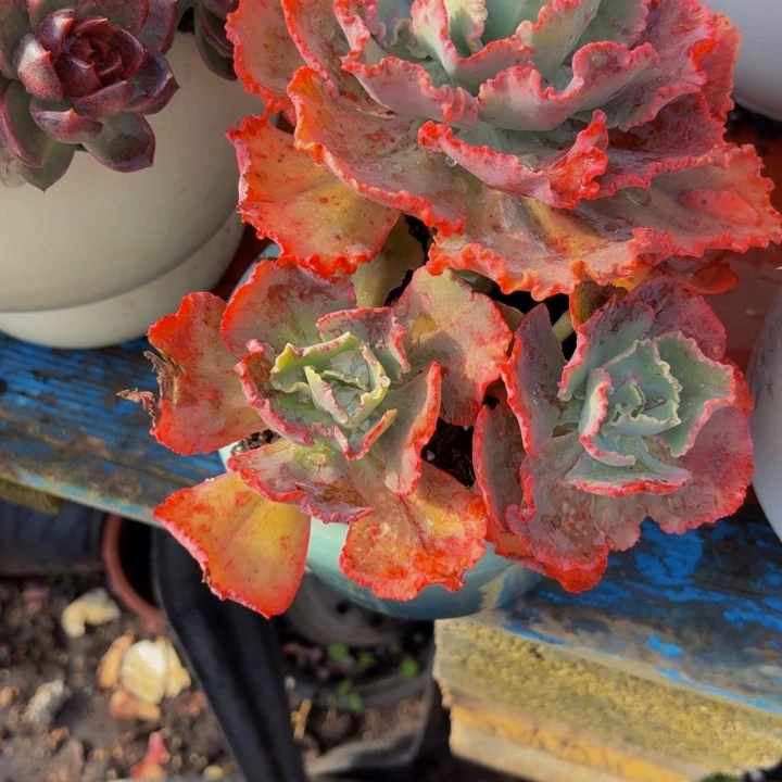 春***妞老桩精品肉肉舞会红裙