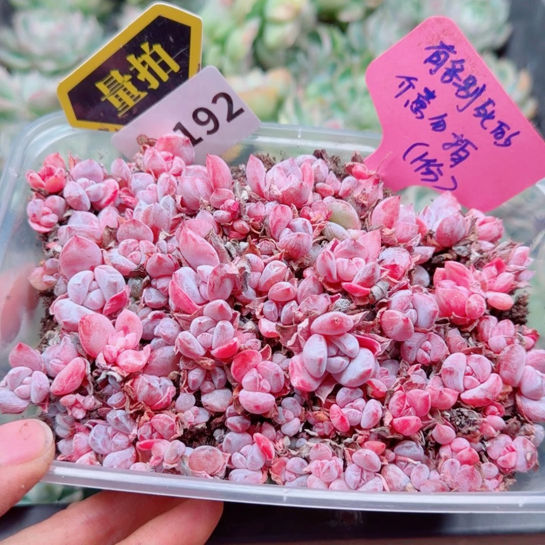 多肉植物多肉植物