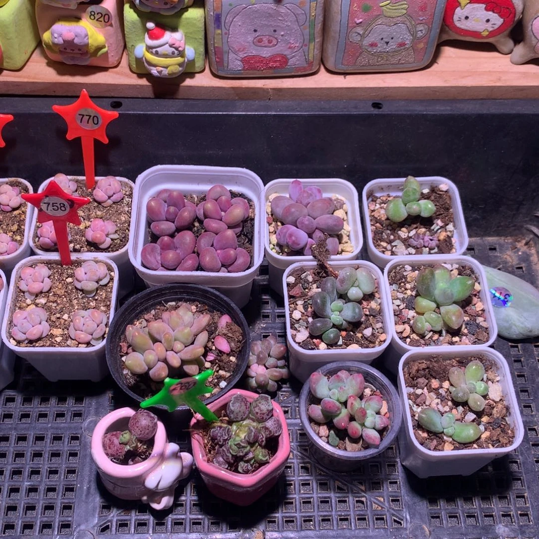 李***️十级灯牌福利花盆啊