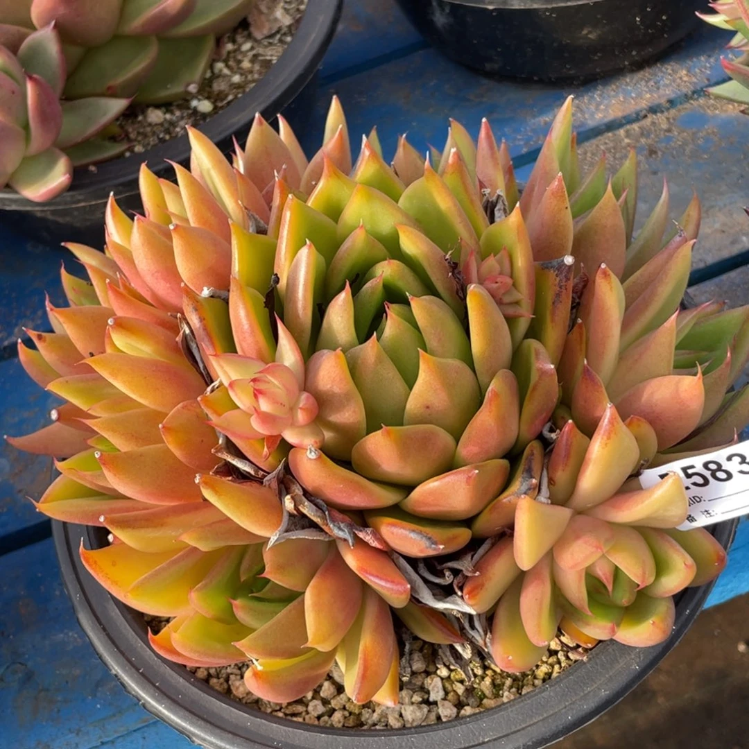无花朵若如东云单拍E583