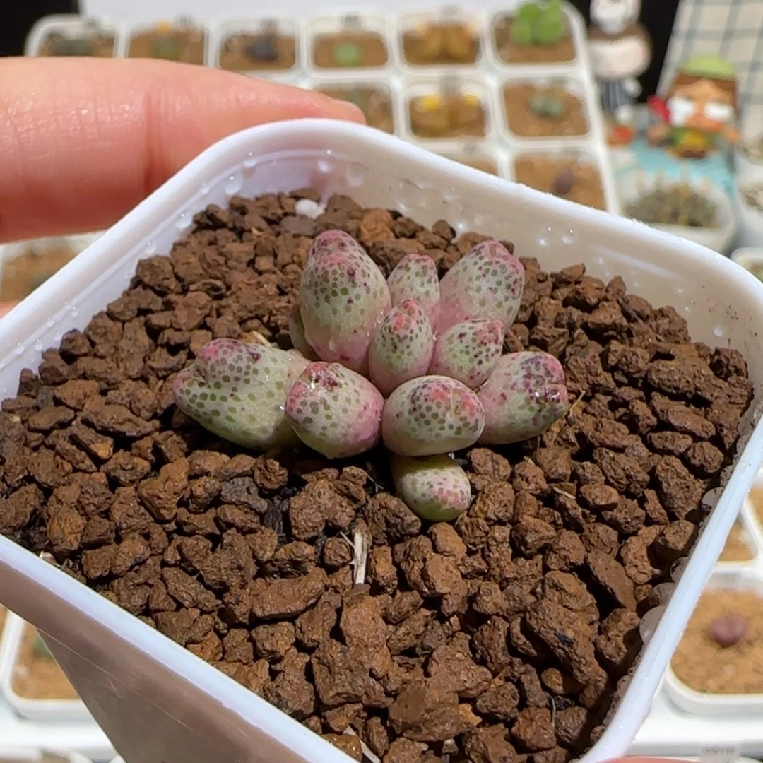 肉锥多肉植物组合-草莓斑马404