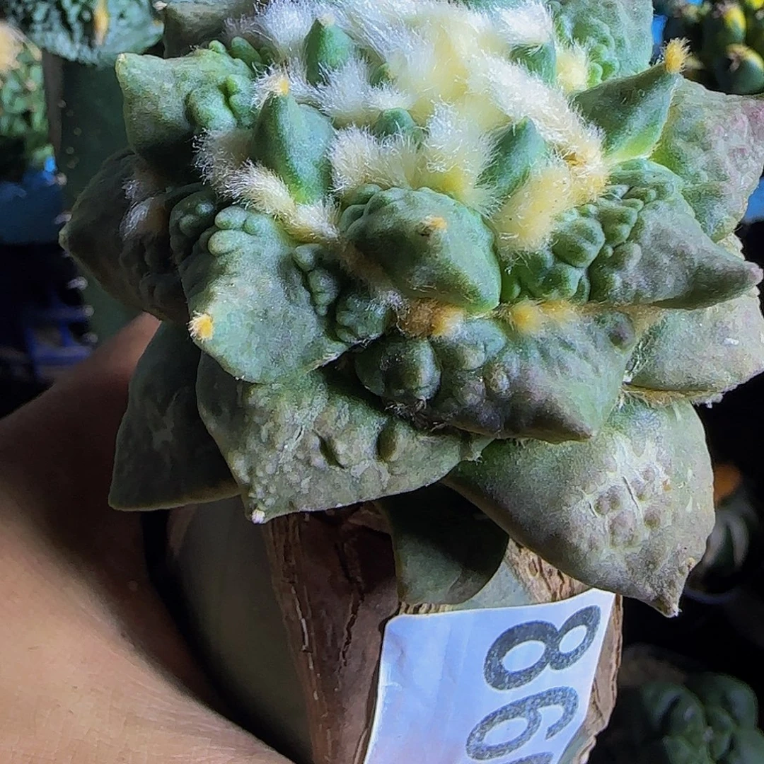 龙怒860仙人球开花