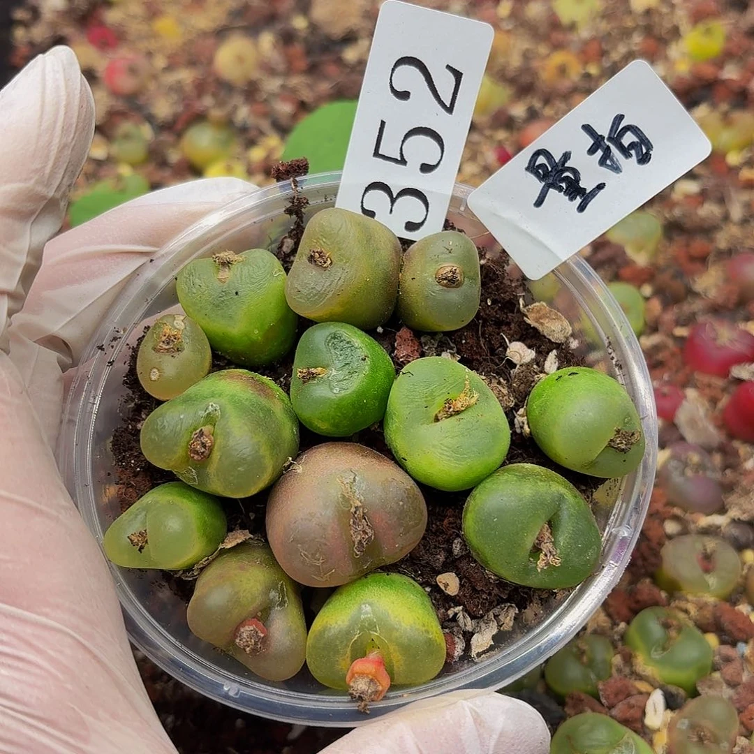 多肉植物多肉植物352量拍