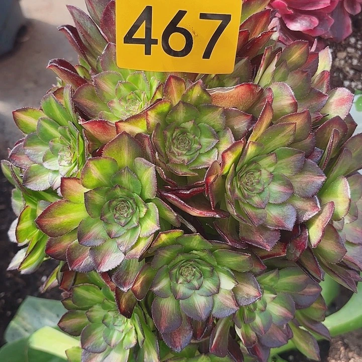 多肉植物海王七彩467