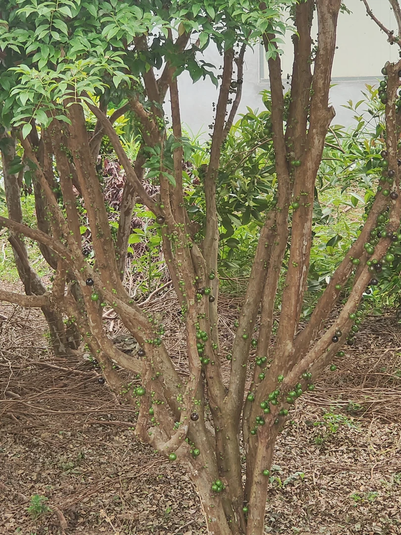 庭院绿植一物一拍