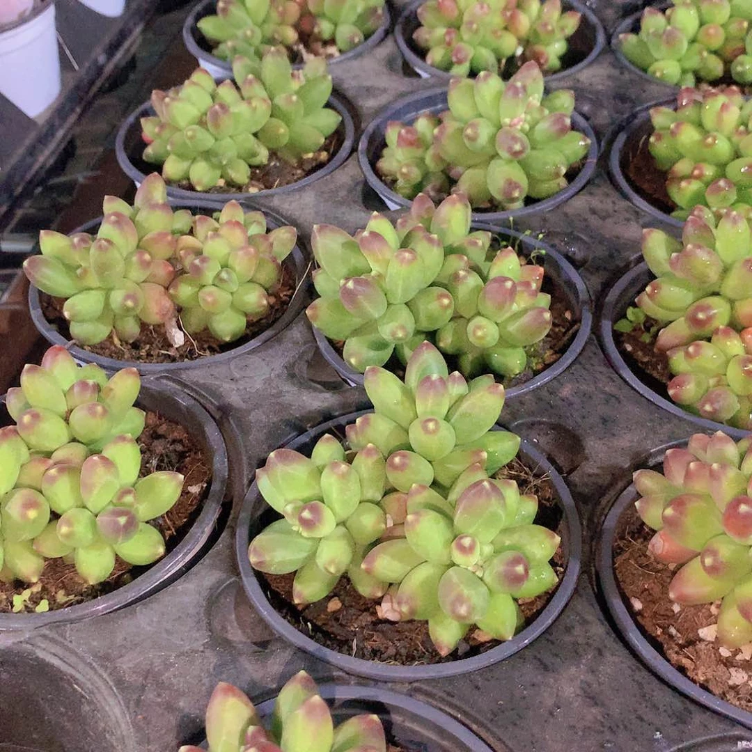 千代甜24556789990000