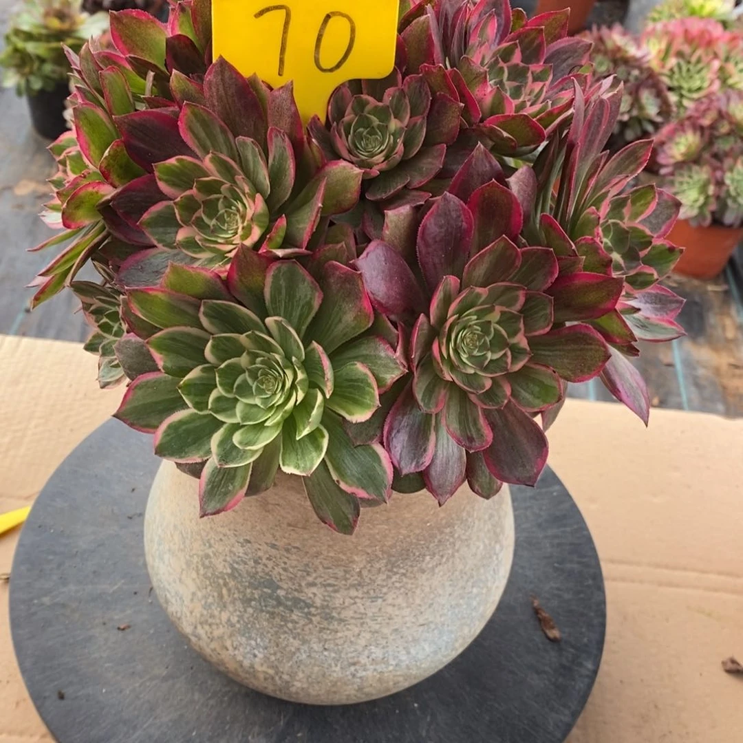 70莲花座干啥呢你说