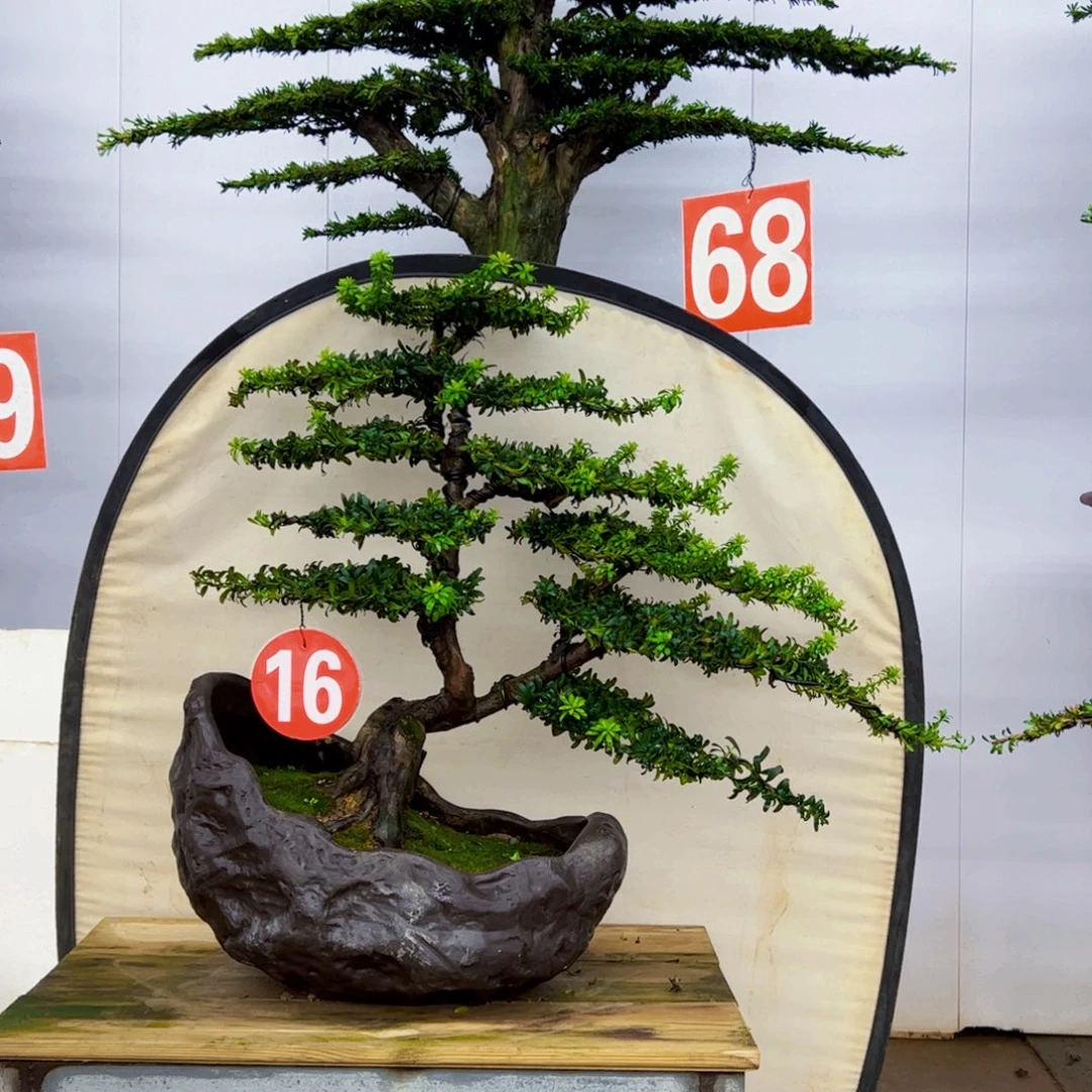 无花朵罗汉松盆景造型作品