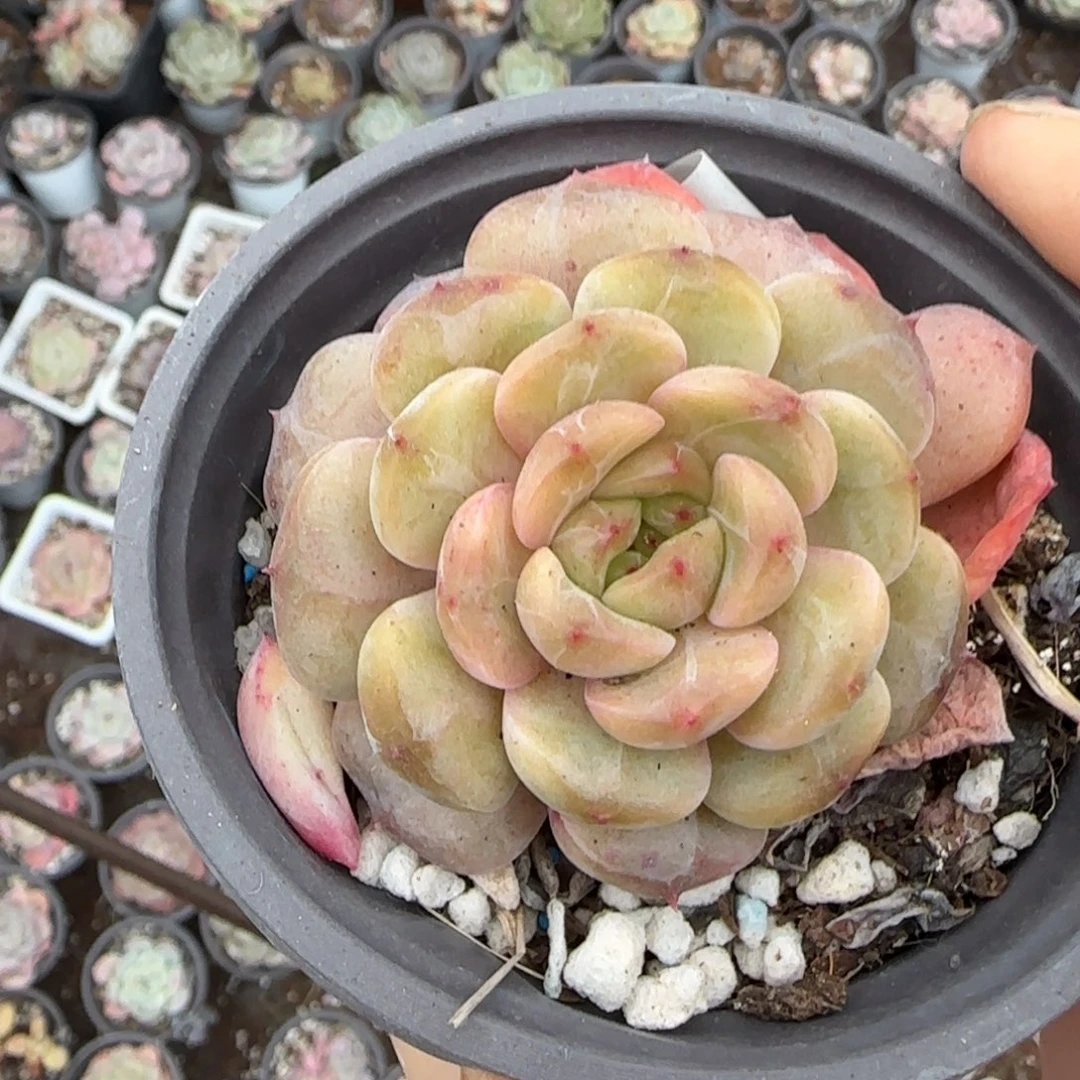 多肉小卡拉米糖心一物一拍