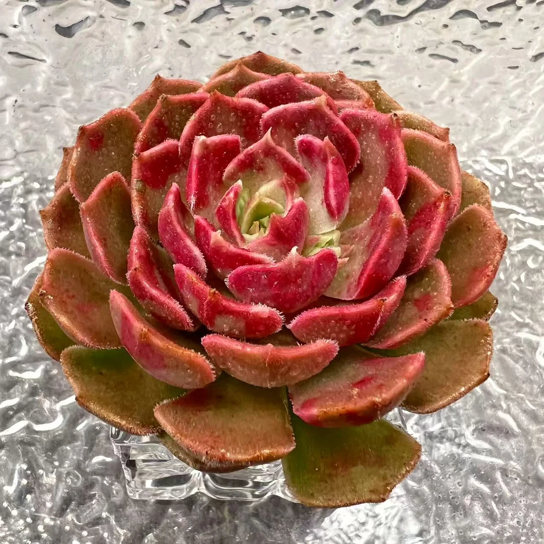 【直播专享】无土多肉--棕玫瑰SP（1颗）