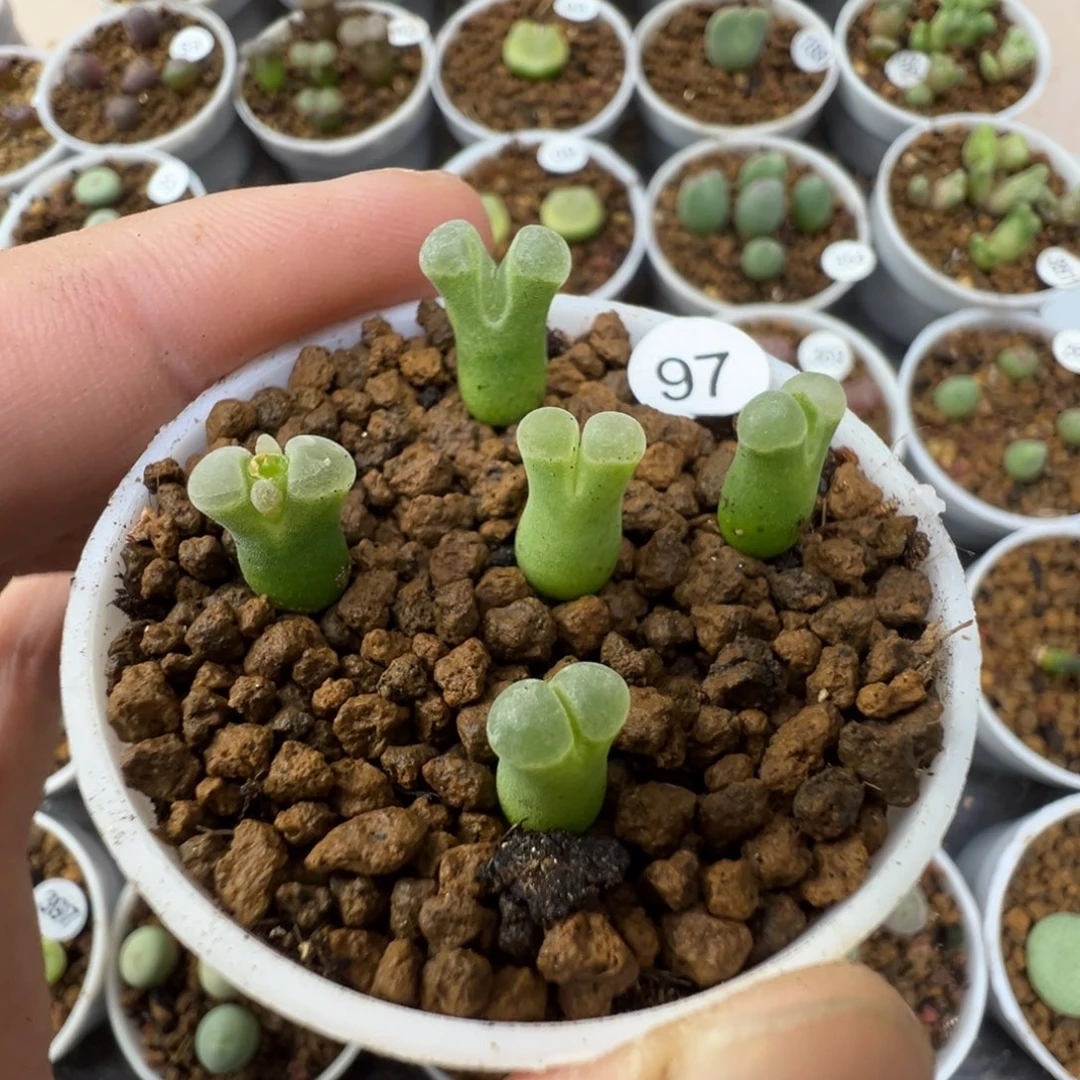 极窗佛肚一颗脱土970000