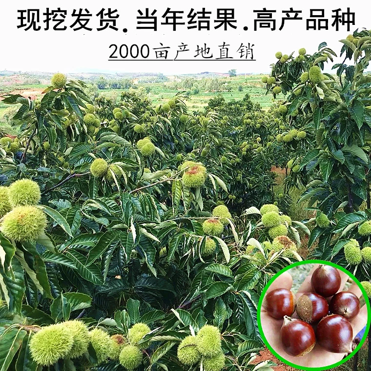 嫁接板栗树苗脆甜奶香板栗苗南方北方种植当年结果果树果苗成活