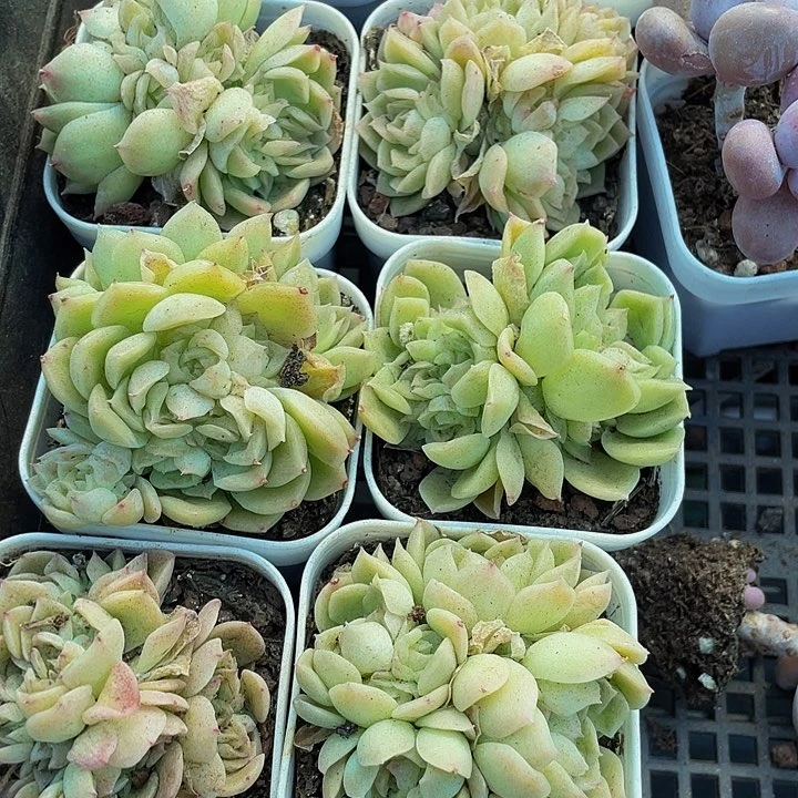 爱杜丽儿1.8带盆