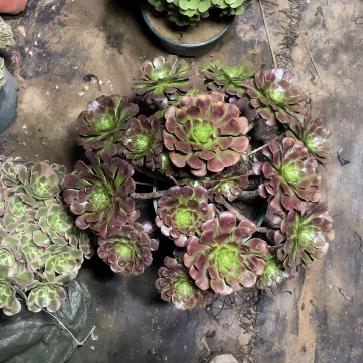 38红铜壶多肉多肉植物