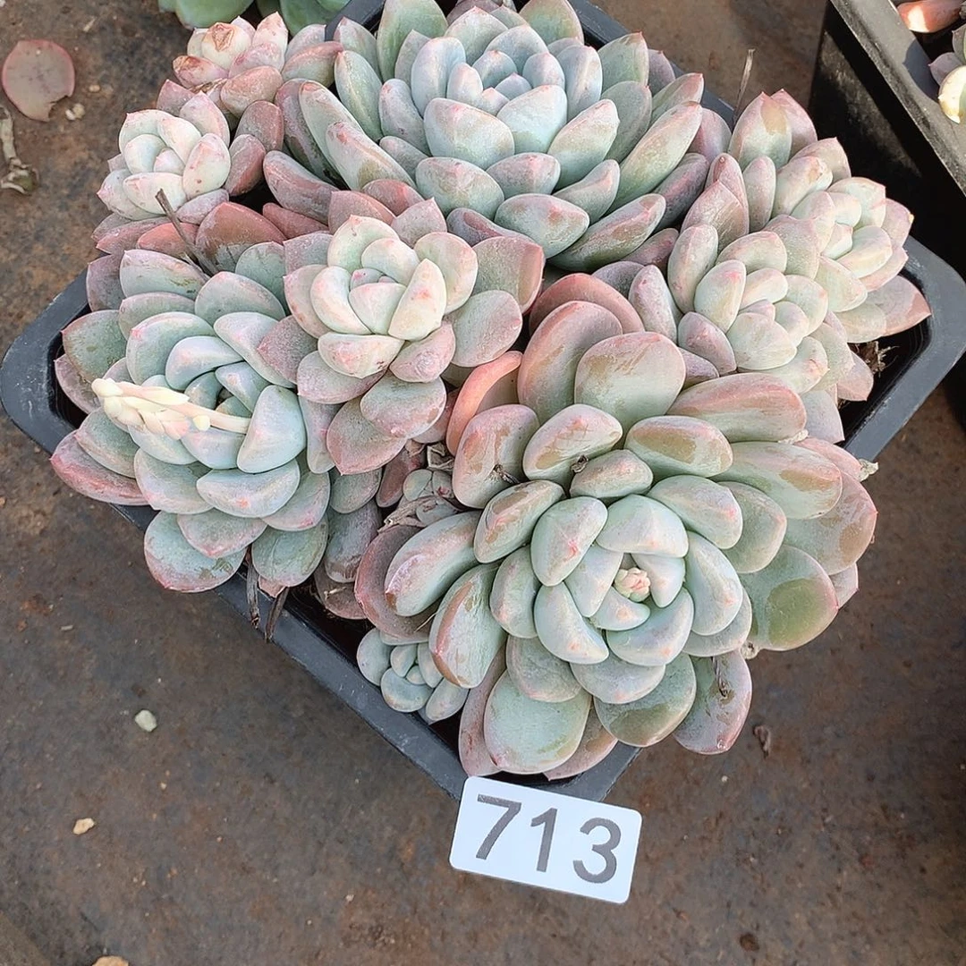 713 一物一拍多肉