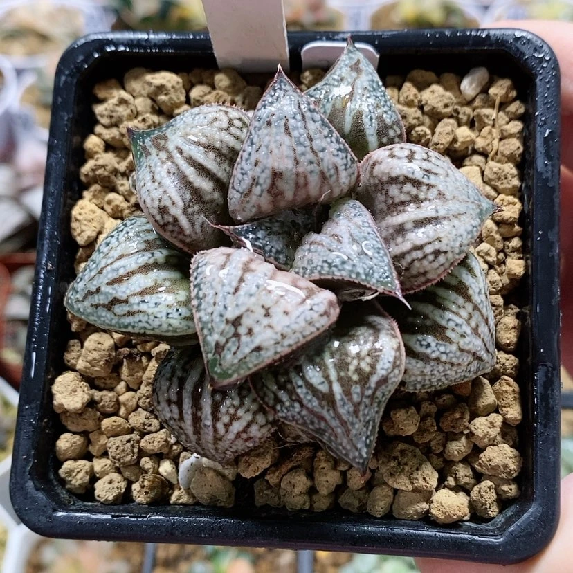 【闪购商品】59花魁