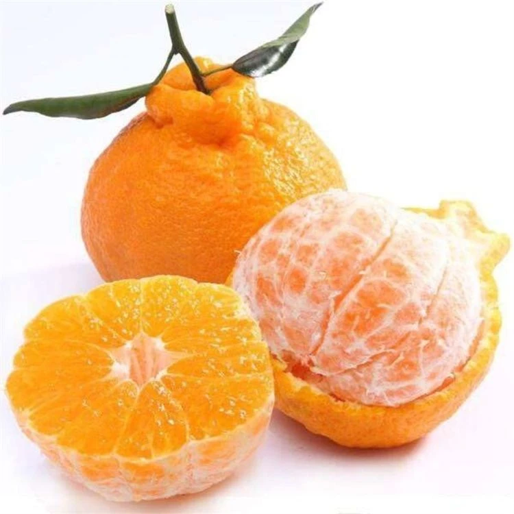 【四川不知火】粑粑柑（500g±50g）/份