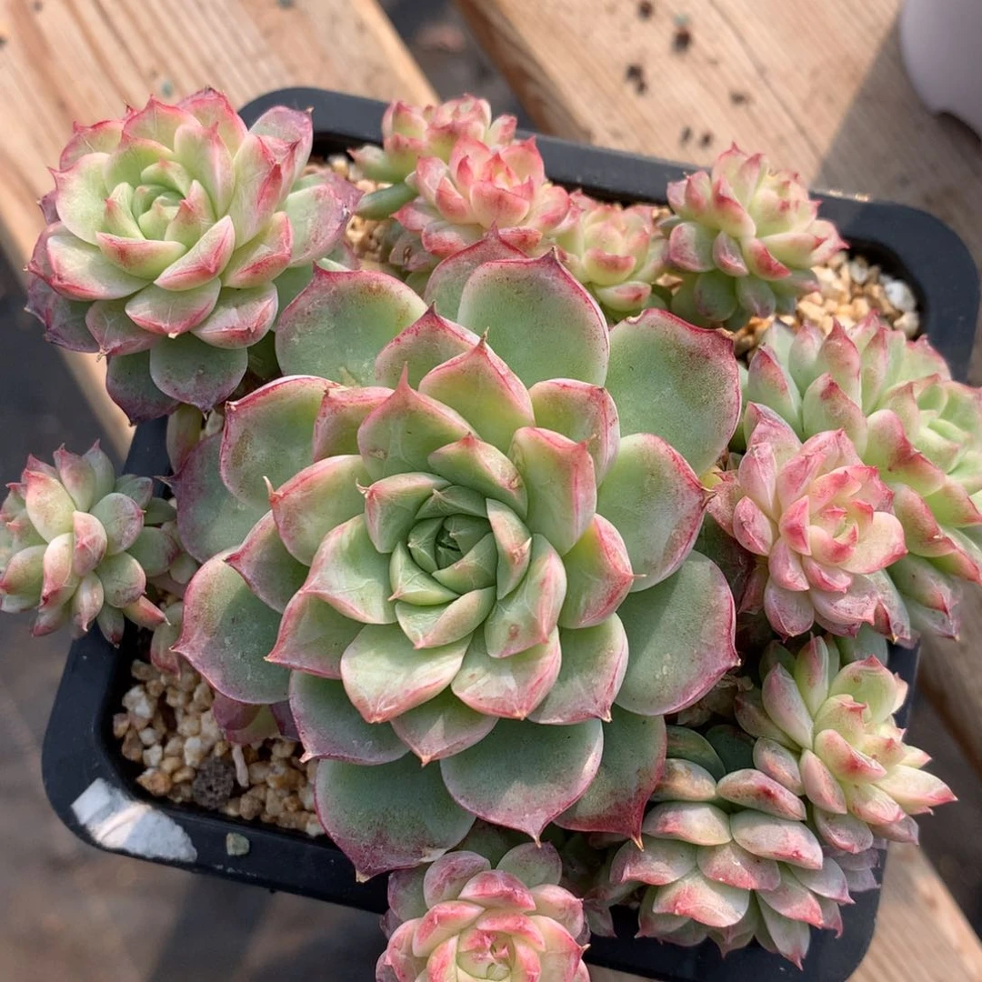 0203-71 女王玫瑰