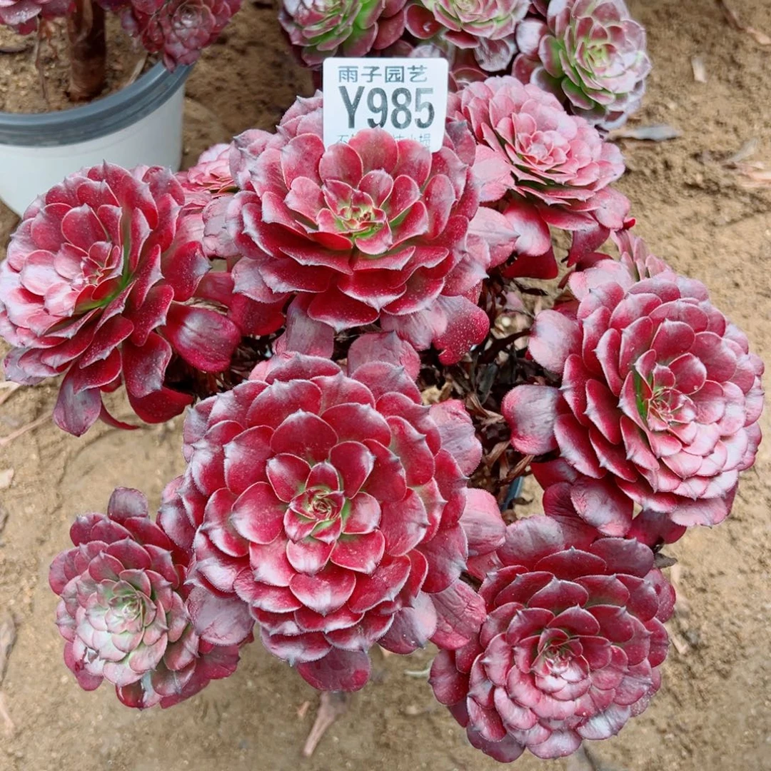 985美姬尺寸25左右