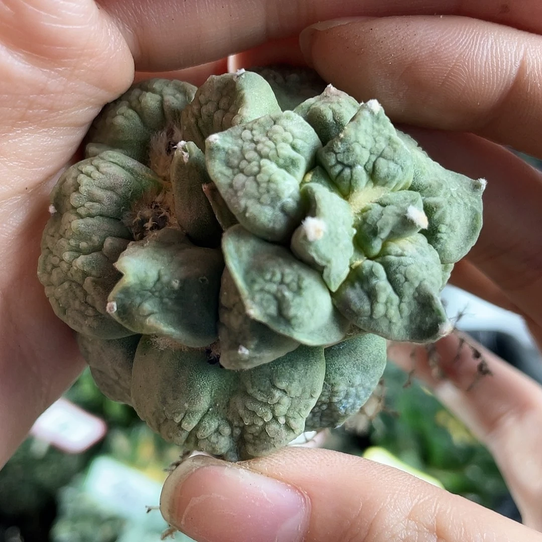 36号自根球上球怒涛