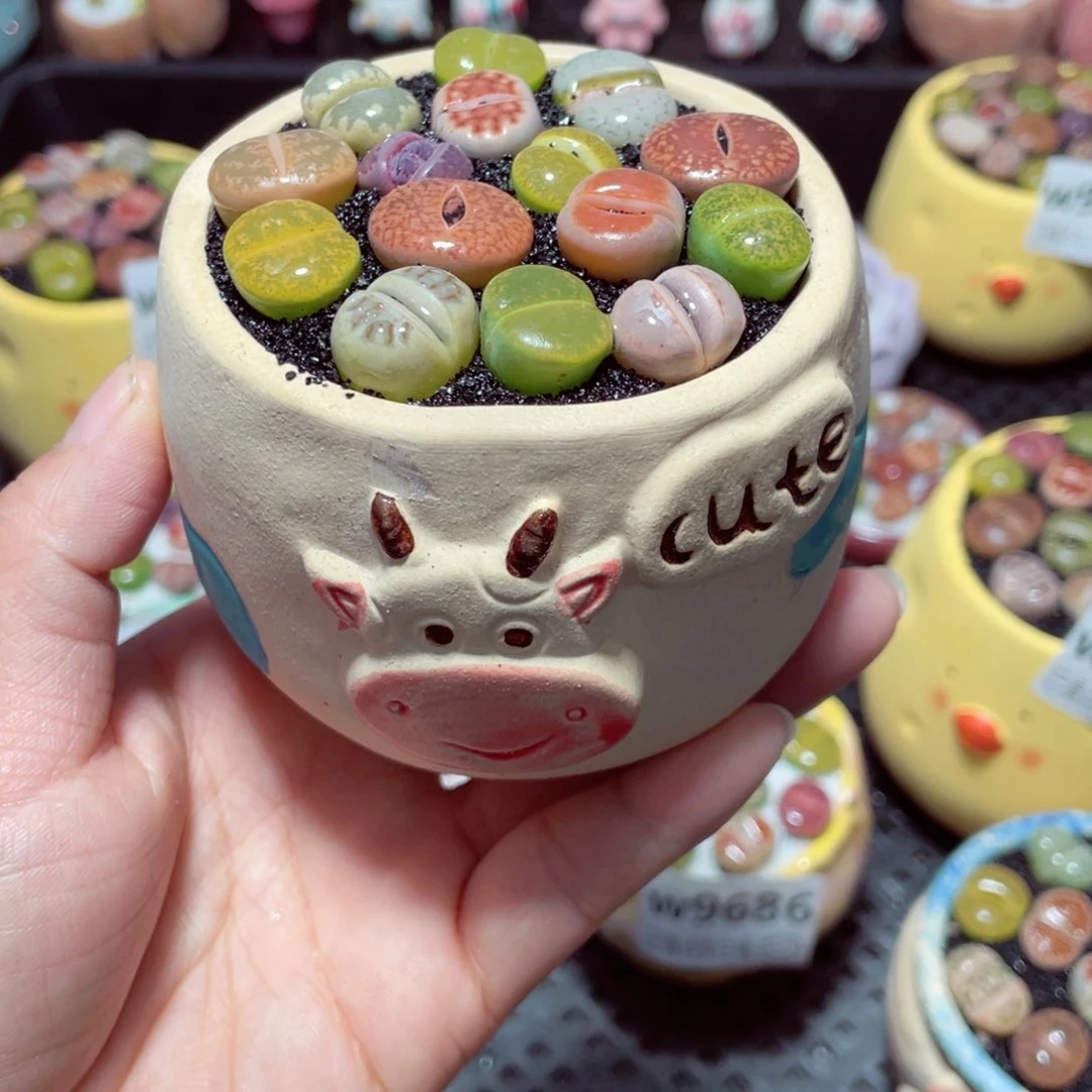 w9690 带盆土发货-零下地区拍保温箱