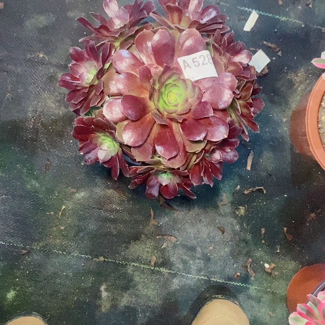 炽焰连528多111111