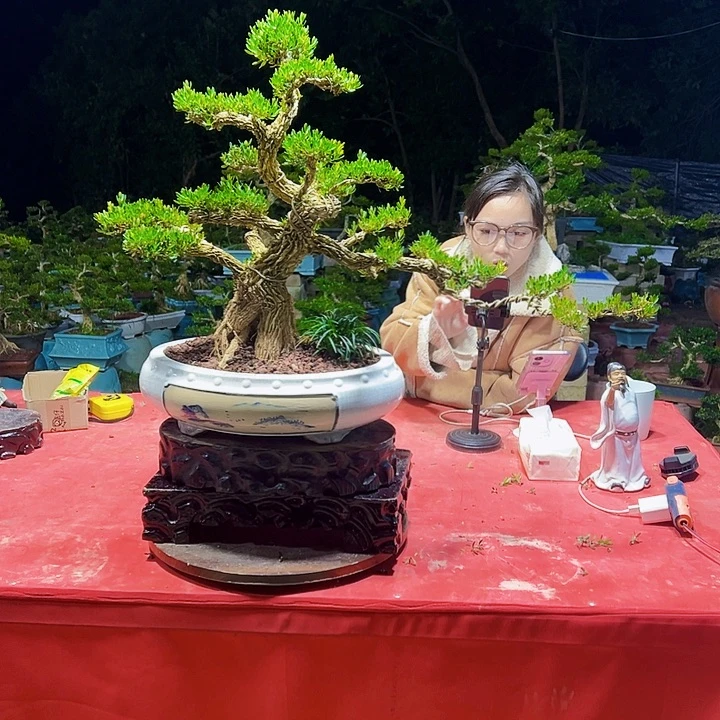 无花朵广东黄杨盆景