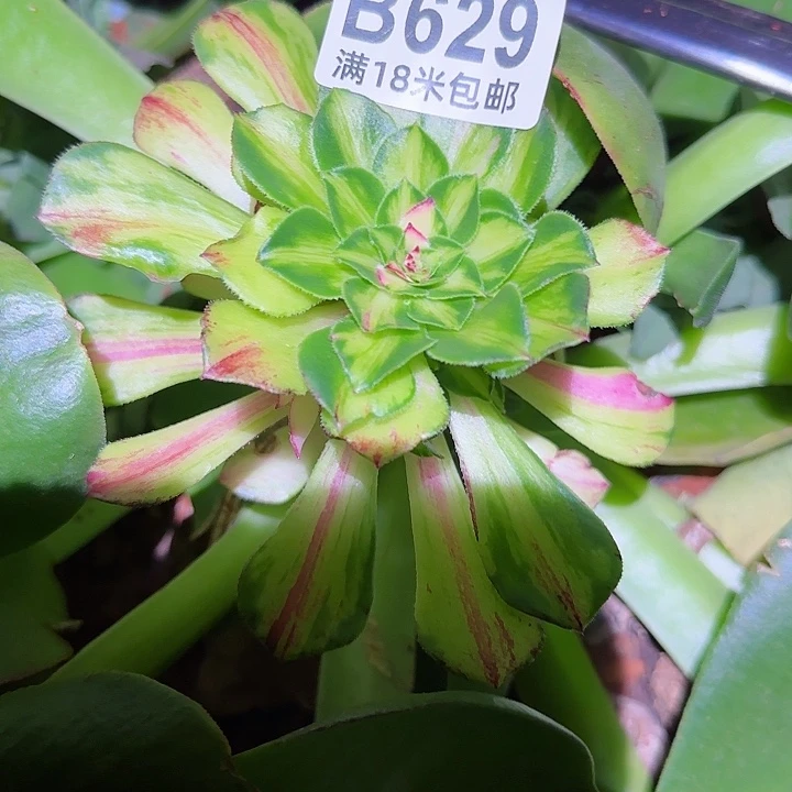 多肉法师知否朵朵