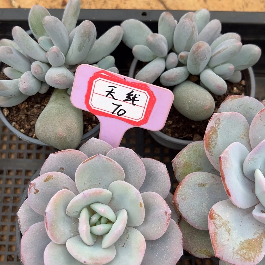 天***i天线70。