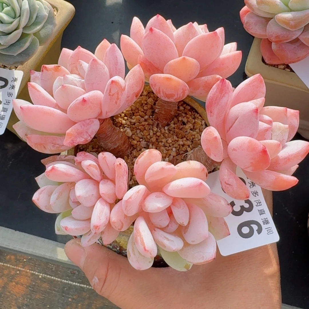 冷香群生整装老桩      愿你一路坦途，乘风破浪展宏图