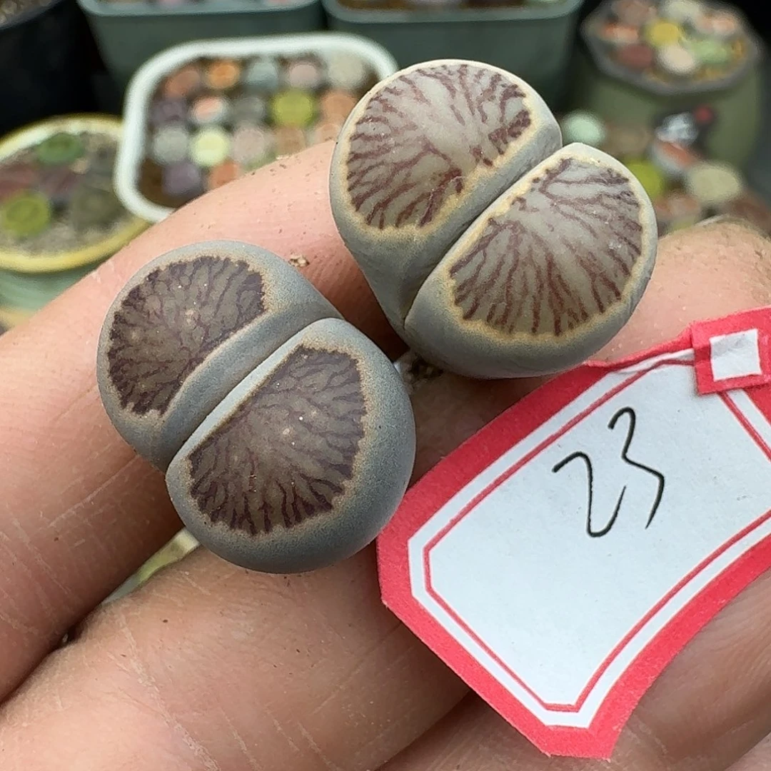 23多肉哈哈哈哈哈哈哈