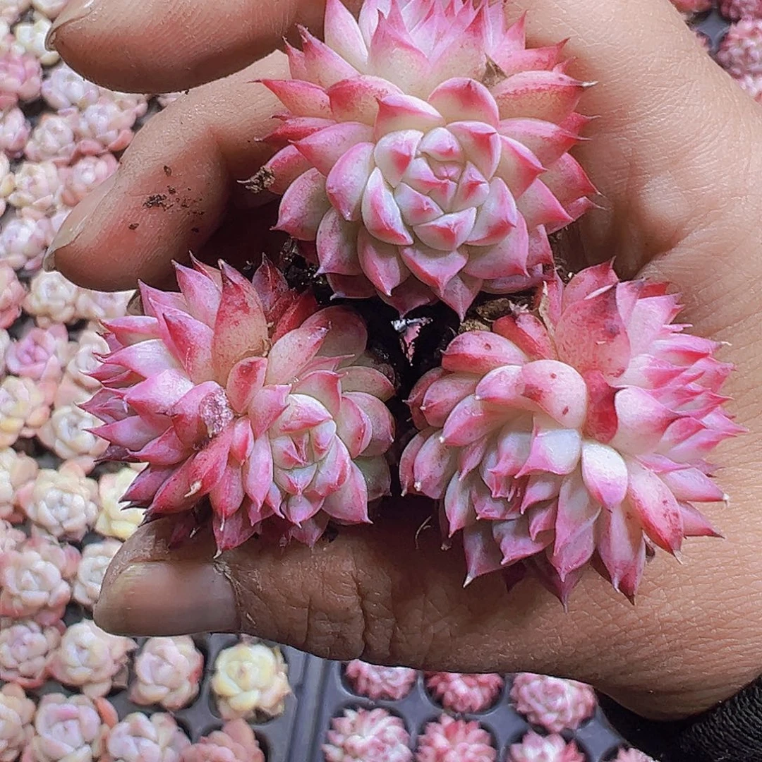 双头梦瑶苗3个19包邮