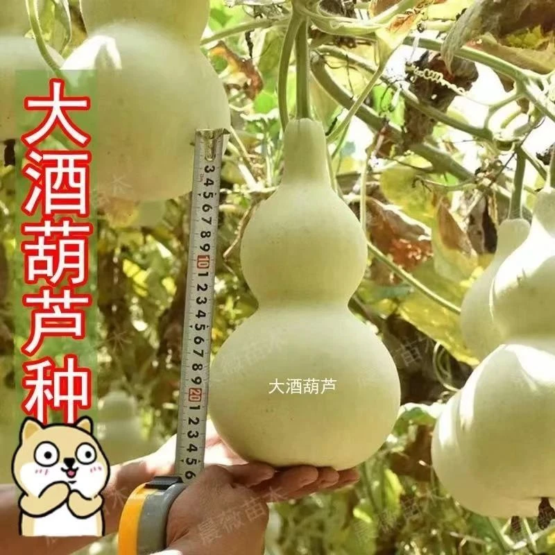 葫芦特大号酒葫芦种子巨型葫芦瓜特大酒葫芦庭院阳台盆栽爬藤蔬菜