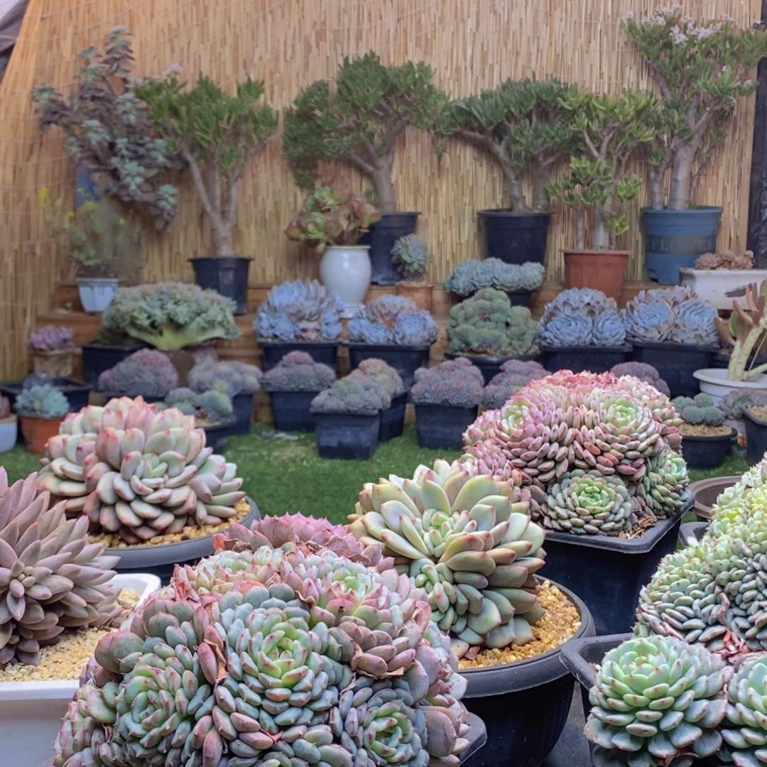 解***珊192号白胖子手捧