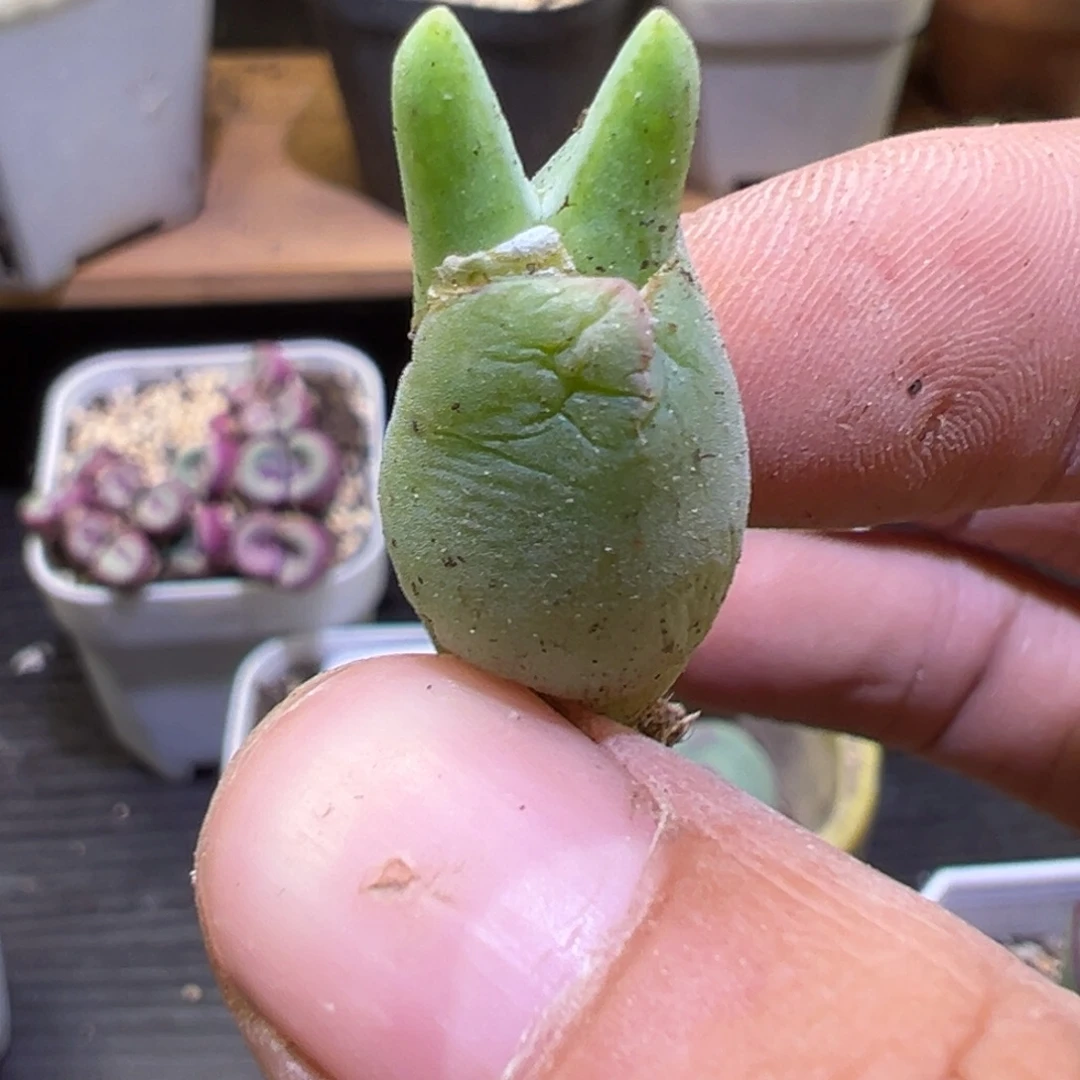 多肉植物111111111111