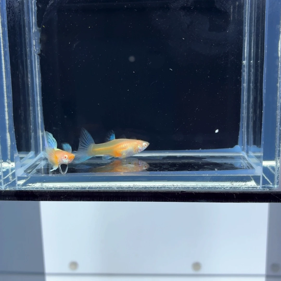 孔雀鱼蓝白飞船亚成一对（10）
