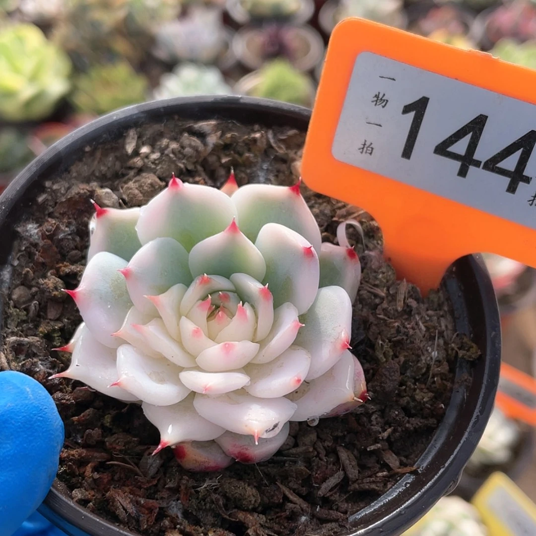 【闪购商品】过*144号