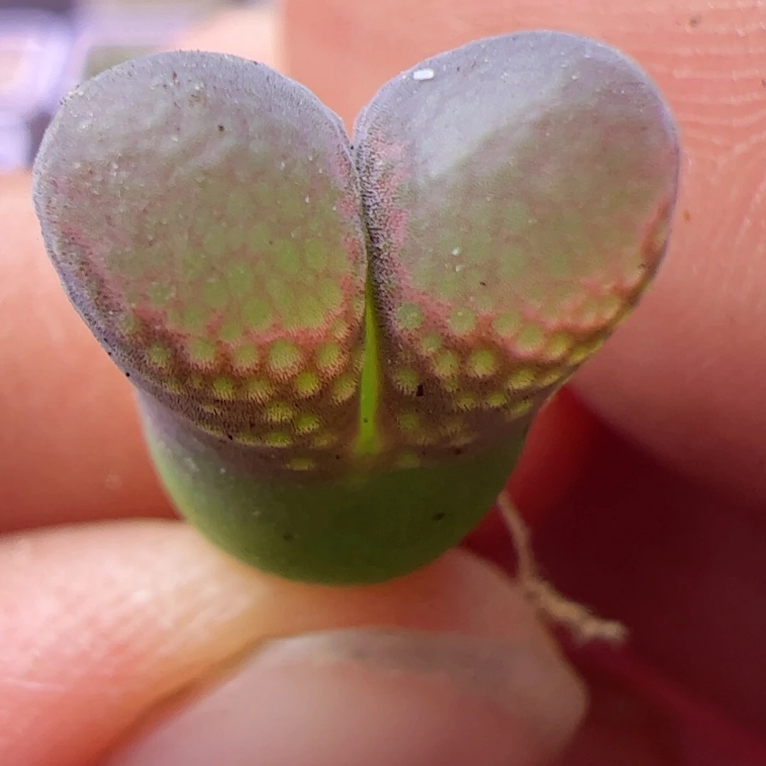 阿***果多肉植物风铃Y360