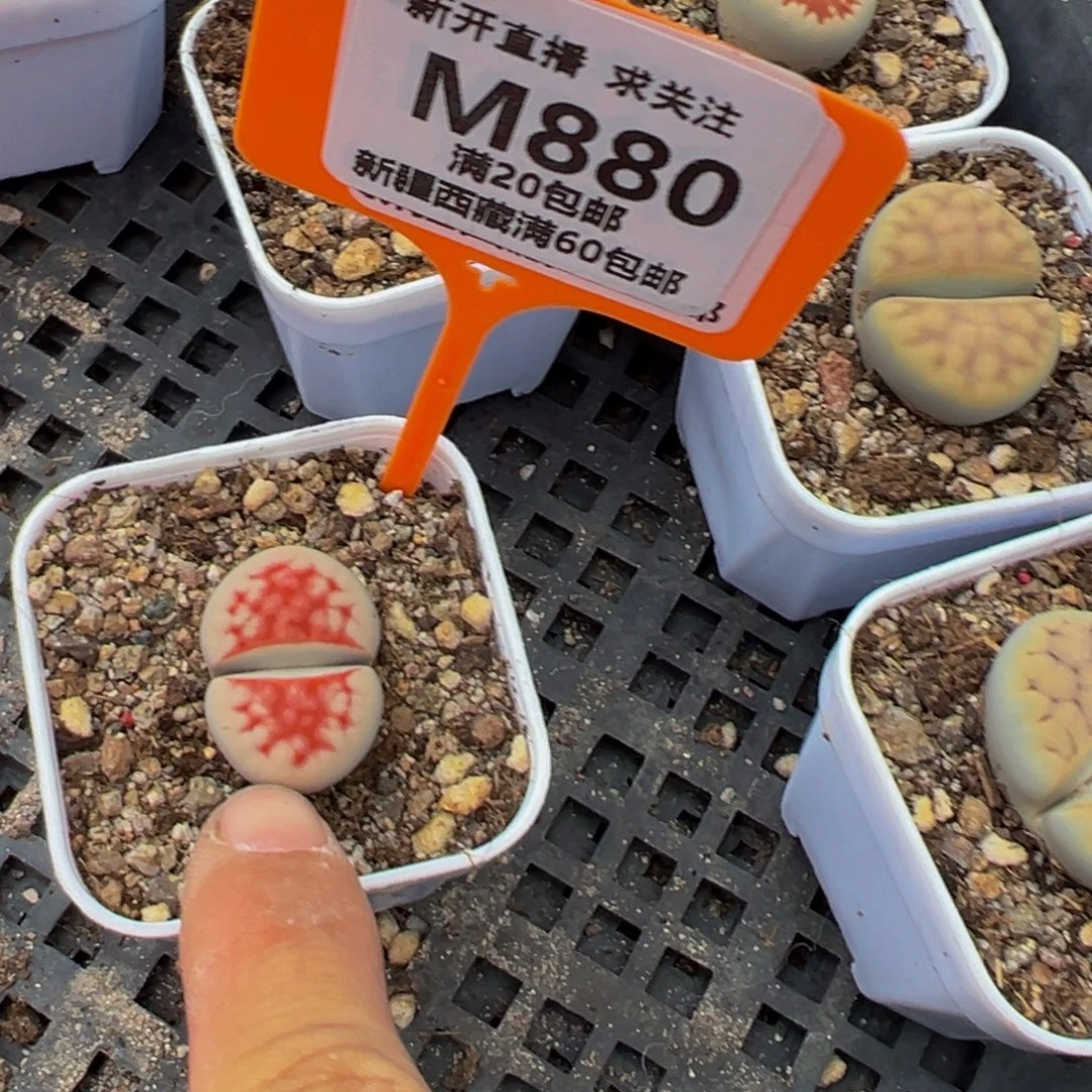 880 一物一拍，默认有伤，介意勿拍，不退不换