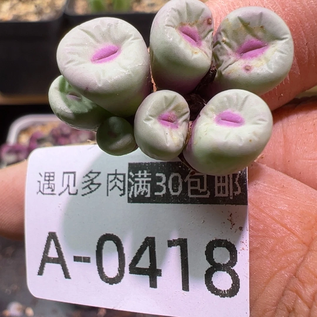 ts429 多肉植物11111111111