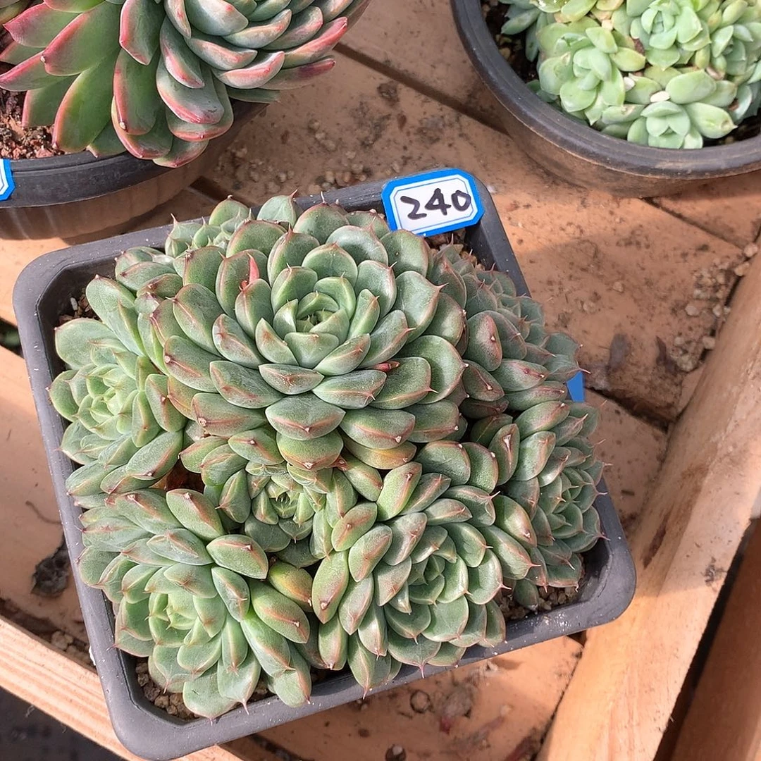 240 一物一拍多肉