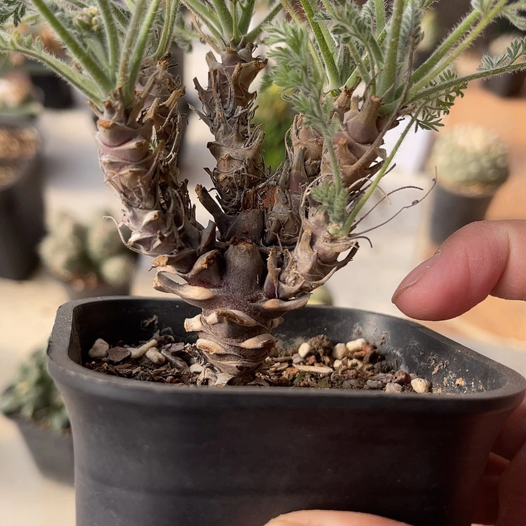 王***蛋实生豪猪洋葵一物一拍