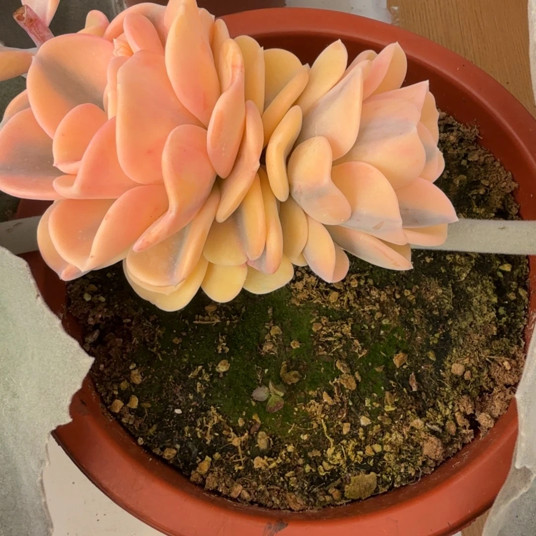 美尻 安吉园艺锦锦