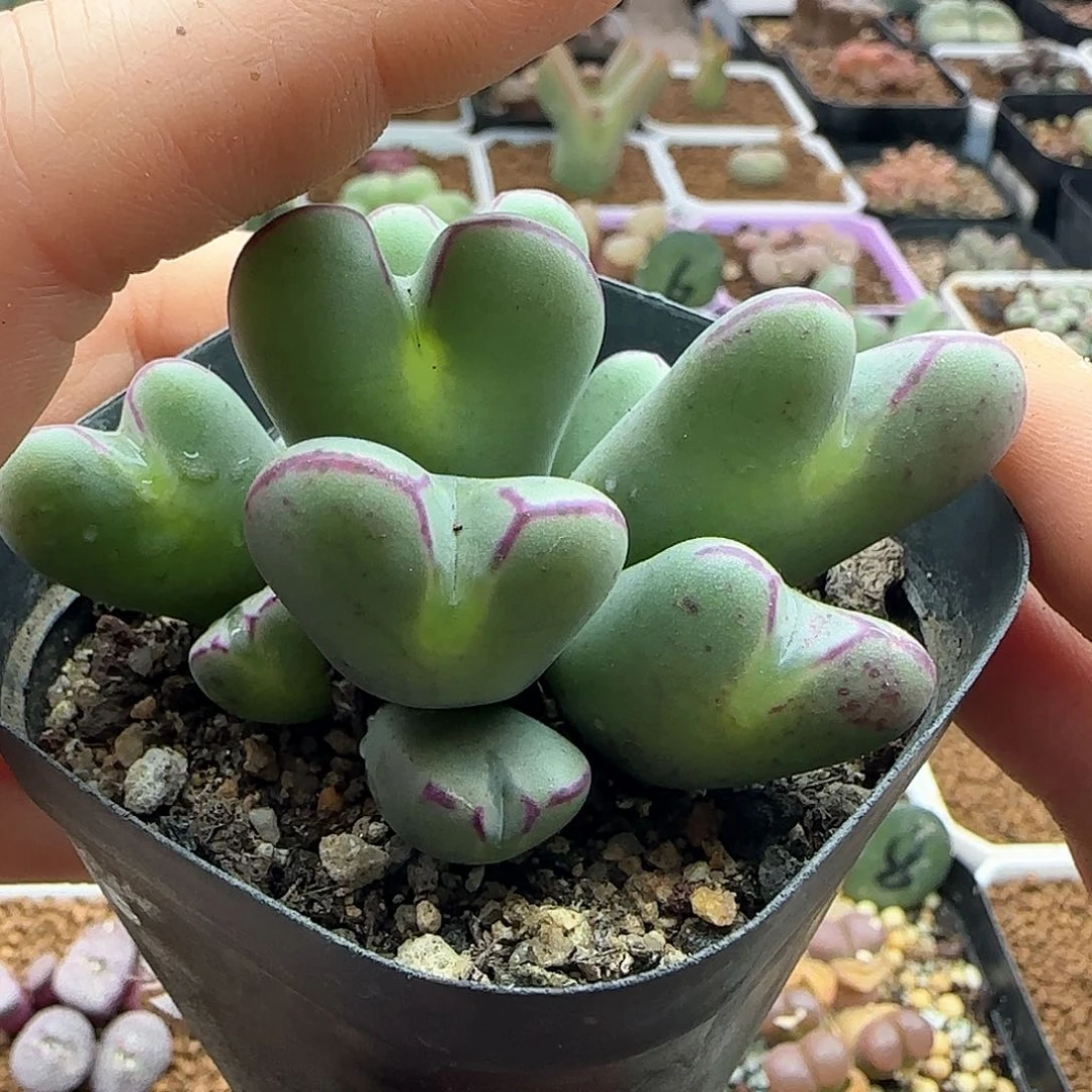 28包邮脱土发货29163