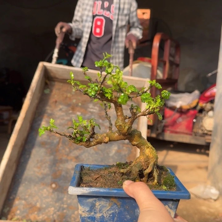*****无花朵就是今生今
