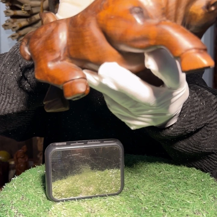 金丝楠民小叶桢楠牛