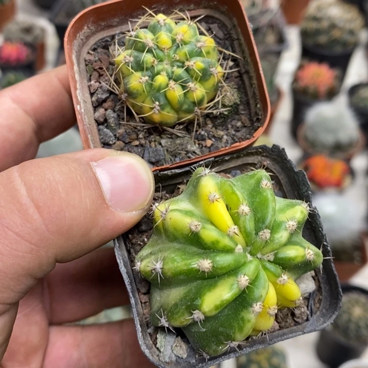 耕耘锦大豪丸锦2颗特价